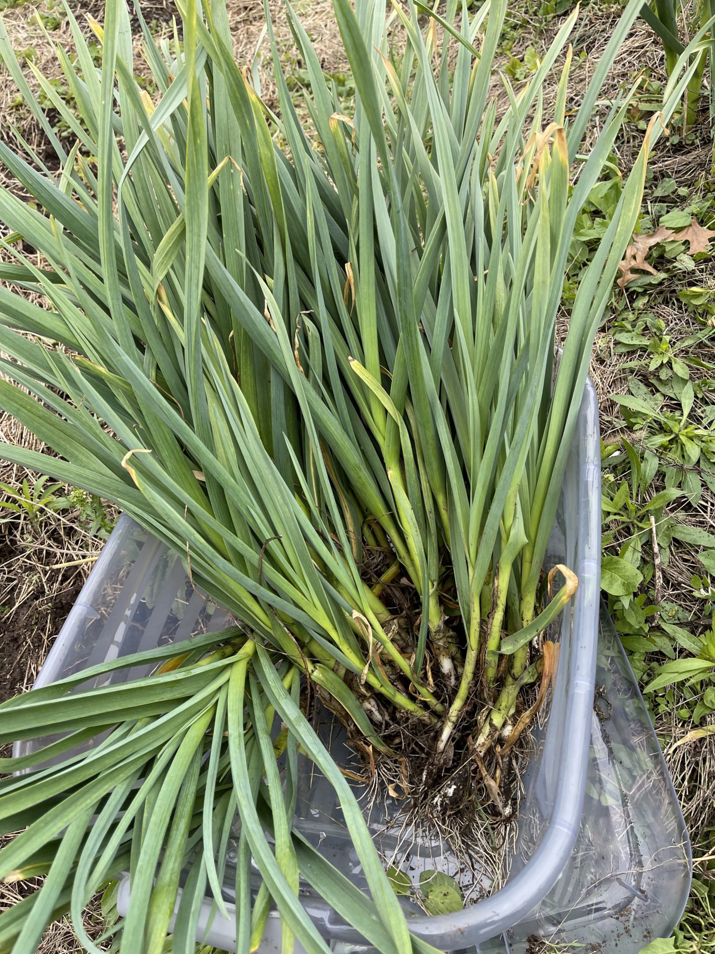 Green Onions