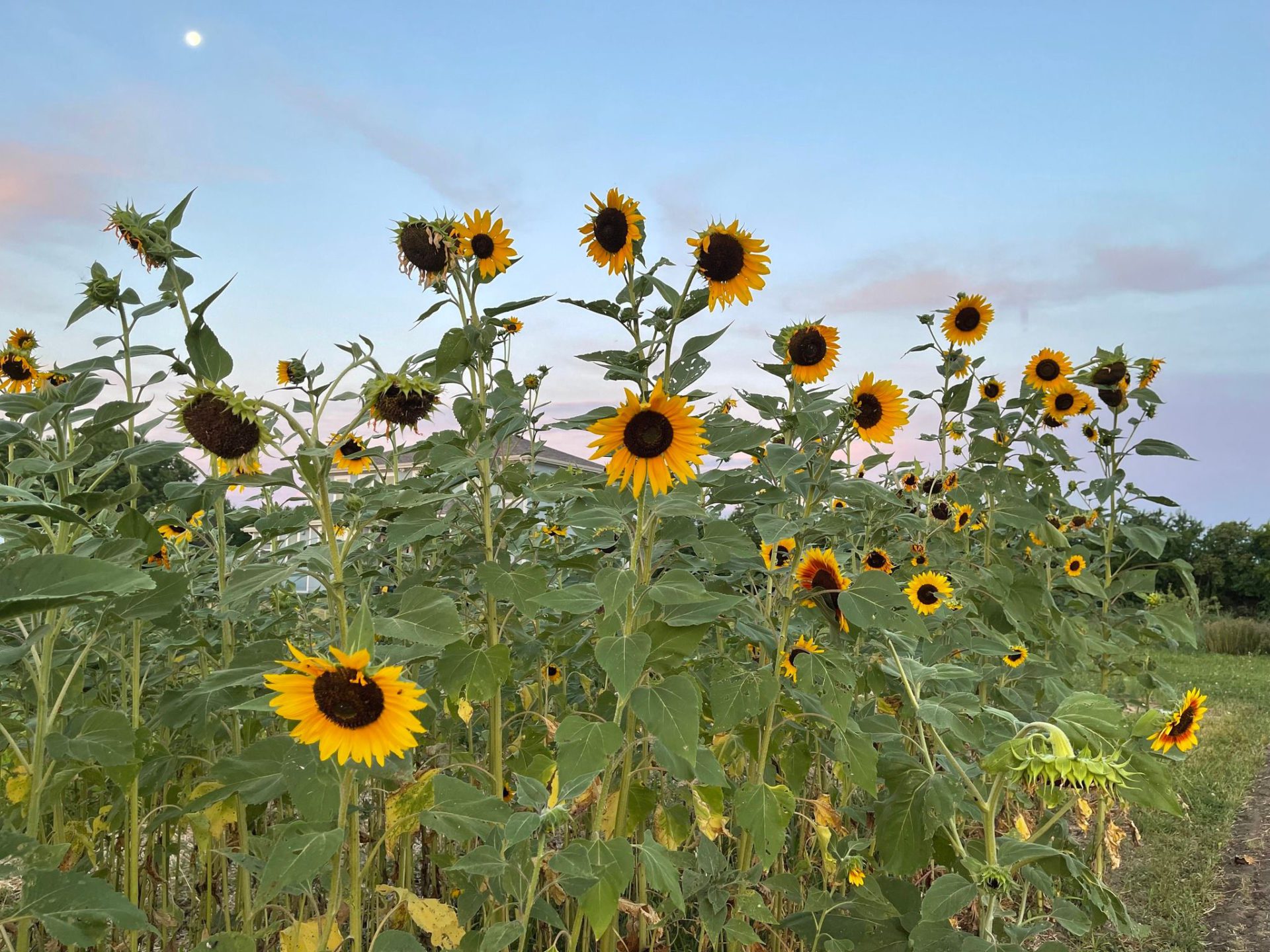 Sunflowers